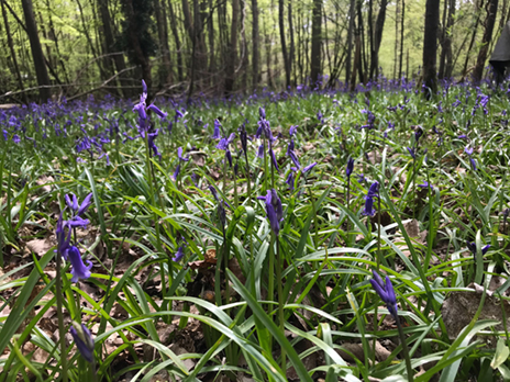 bluebell wood in Kent