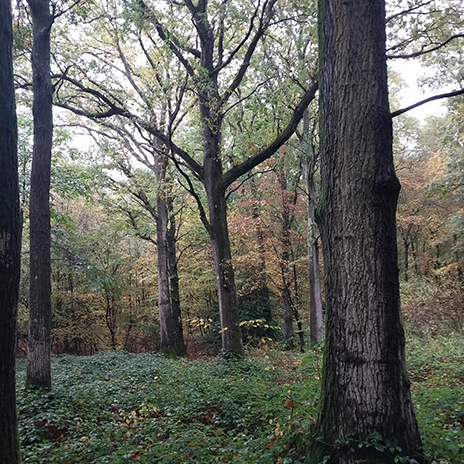 Mature oak trees in woodland, kent, uk