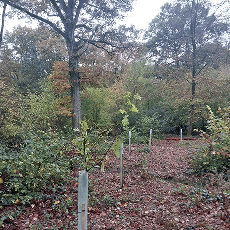 newly planted oak trees in protective tubes in uk woodland
