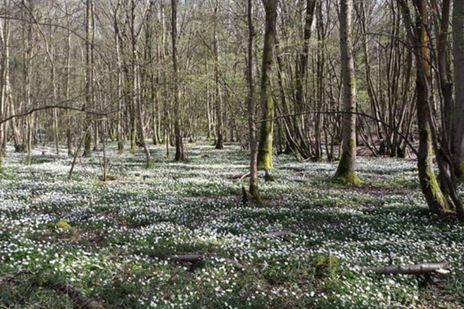 camping woodland kent white flowers woodland floor